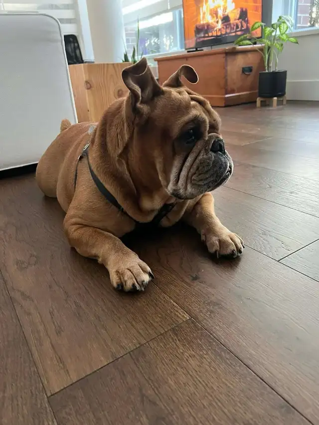 Sweet & Spicy English Bulldog - pls read description - Photo 5