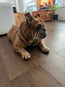 Sweet & Spicy English Bulldog - pls read description - Photo 5