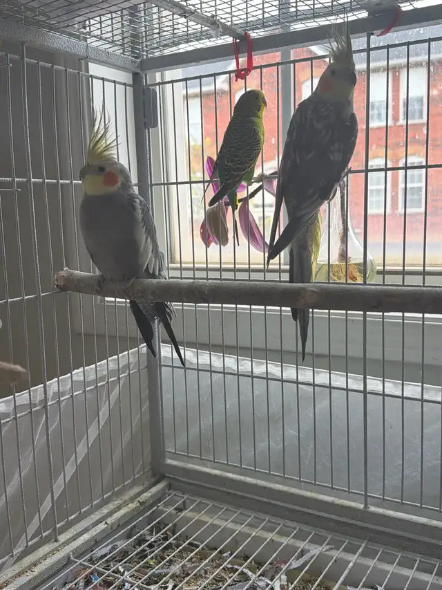 cockatiel for sale