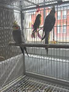 cockatiel for sale