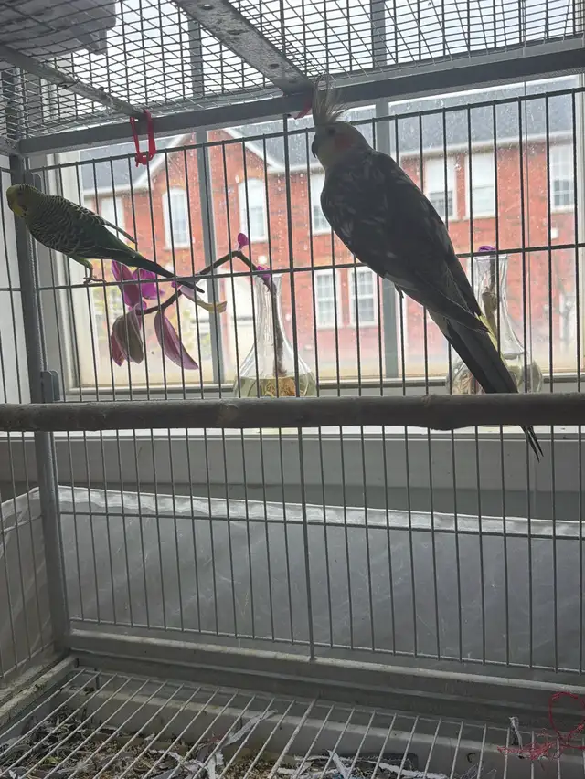 cockatiel for sale - Photo 2