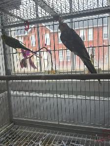 cockatiel for sale - Photo 2