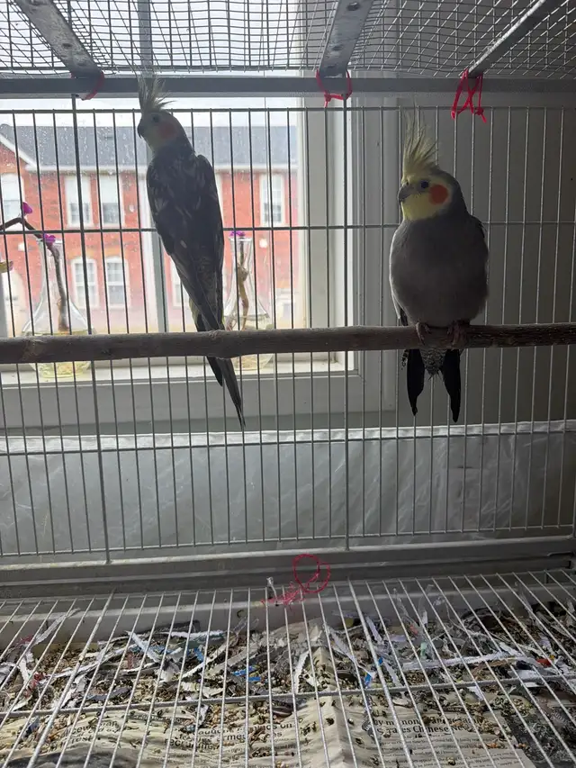 cockatiel for sale - Photo 3