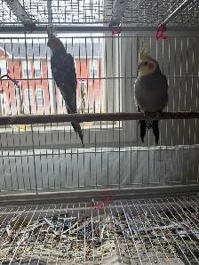cockatiel for sale - Photo 3