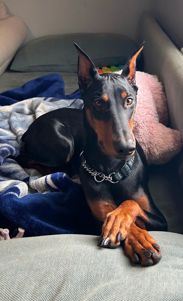 Female Doberman for sale