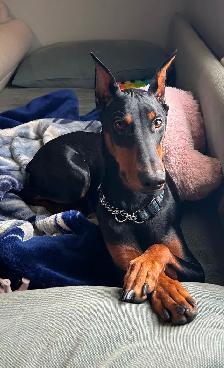Female Doberman for sale
