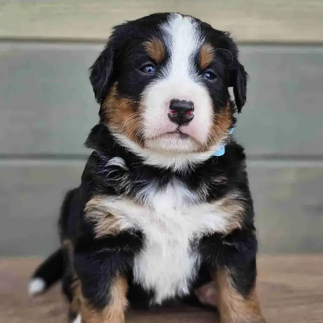 Bernese mountain puppies!