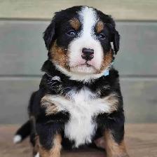 Bernese mountain puppies!