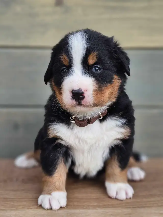 Bernese mountain puppies! - Photo 2