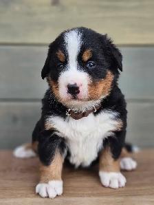 Bernese mountain puppies! - Photo 2