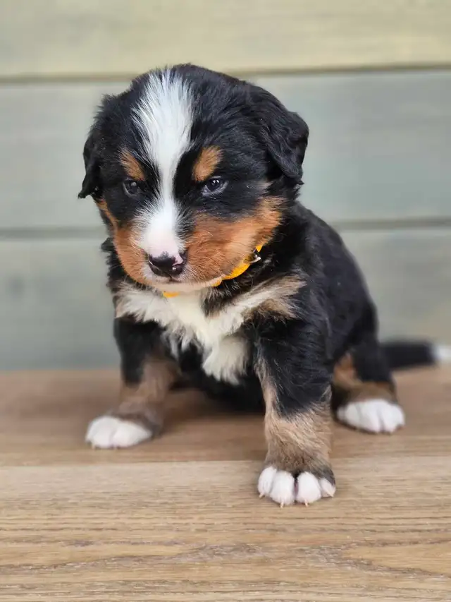 Bernese mountain puppies! - Photo 3