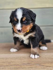 Bernese mountain puppies! - Photo 3