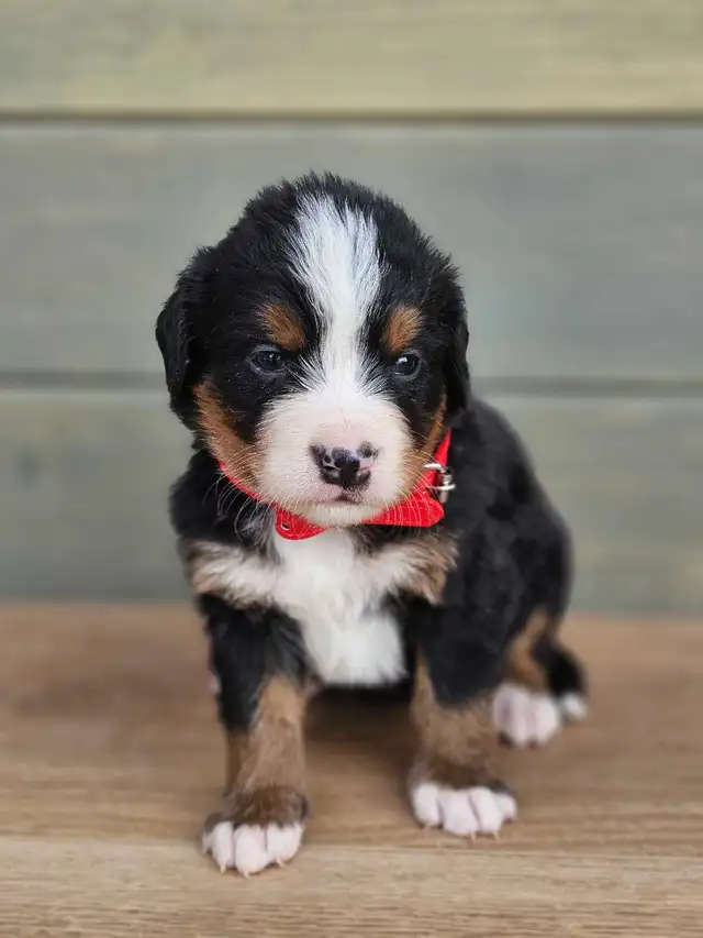 Bernese mountain puppies! - Photo 4