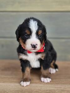 Bernese mountain puppies! - Photo 4