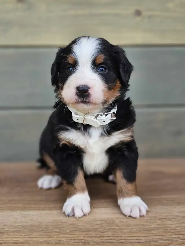 Bernese mountain puppies! - Photo 5