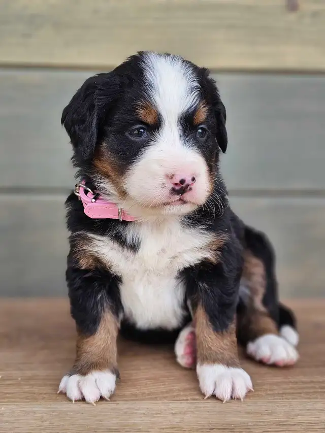 Bernese mountain puppies! - Photo 6