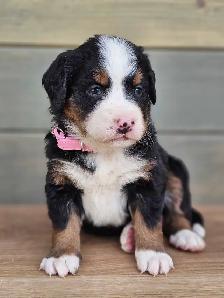 Bernese mountain puppies! - Photo 6