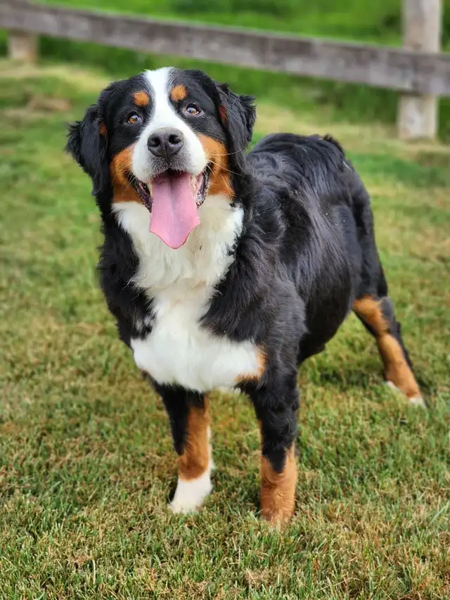 Bernese mountain puppies! - Photo 7