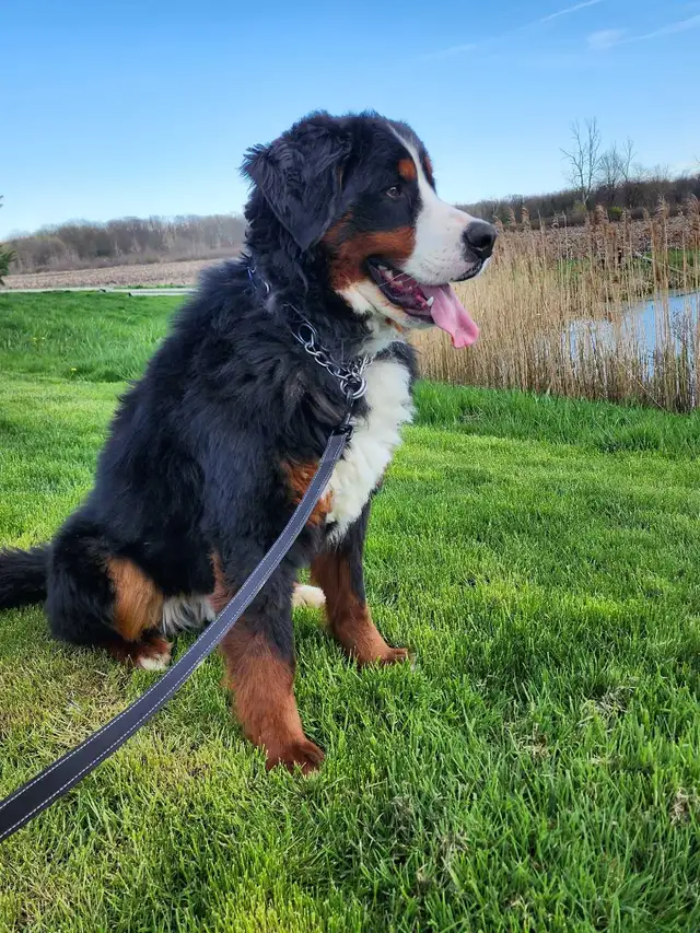 Bernese mountain puppies! - Photo 8