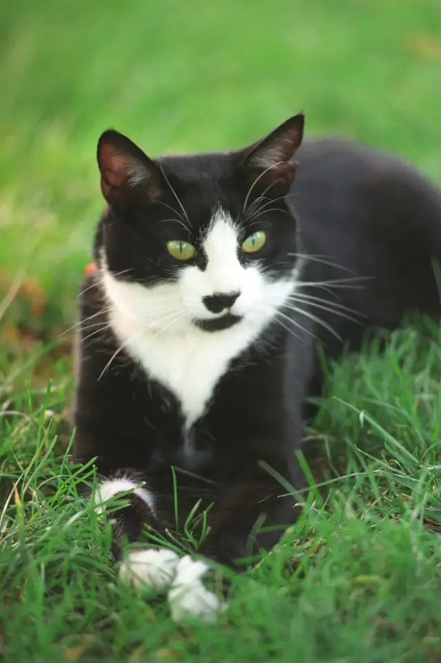 Missing Cat - Small Black and White Female Near Churchill Meadow