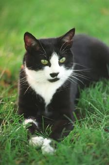 Missing Cat - Small Black and White Female Near Churchill Meadow