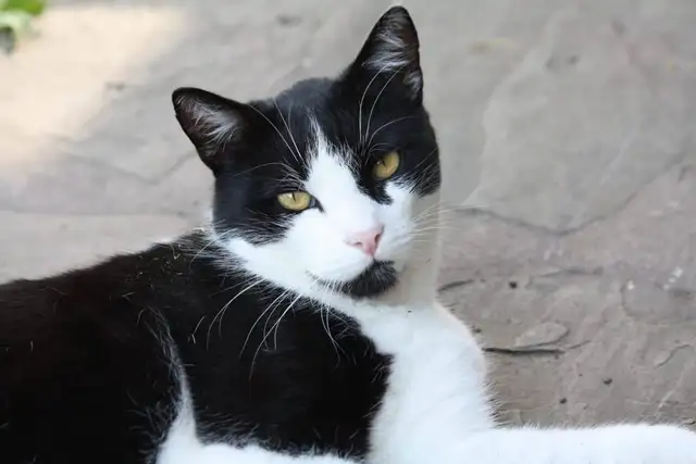 Missing Cat - Small Black and White Female Near Churchill Meadow - Photo 2