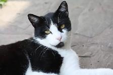 Missing Cat - Small Black and White Female Near Churchill Meadow - Photo 2