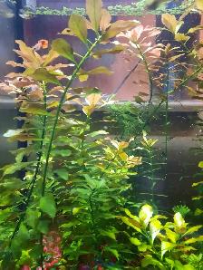 Fresh Water Aquarium Plants