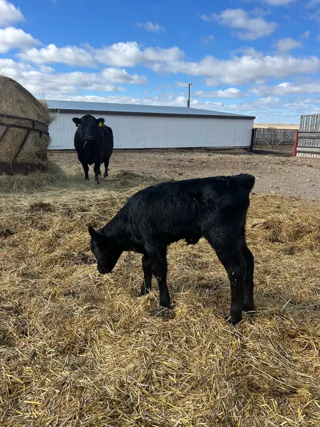 heifer calf for sale