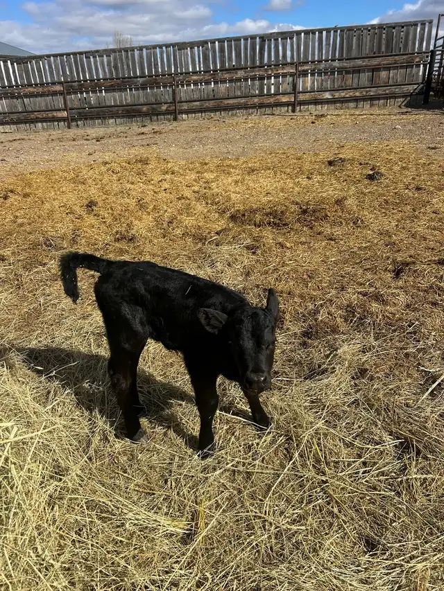 heifer calf for sale - Photo 2