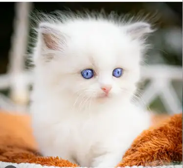 GORGEOUS BABY BICOLOR WHITEMITTED RAGDOLLS !! - Photo 5