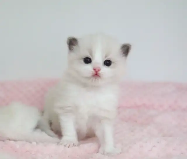 GORGEOUS BABY BICOLOR WHITEMITTED RAGDOLLS !! - Photo 7