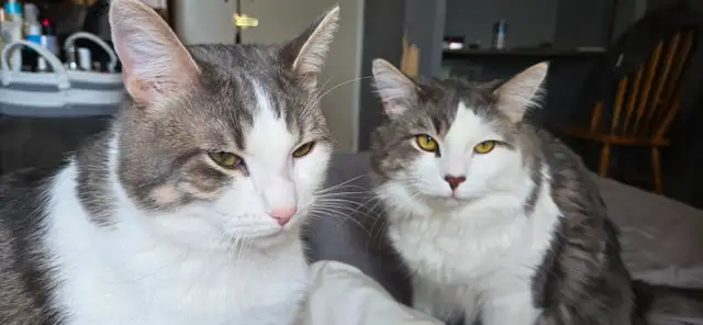 BONDED pair of beautiful fur Babies.
