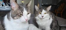 BONDED pair of beautiful fur Babies.