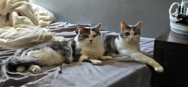 BONDED pair of beautiful fur Babies. - Photo 2