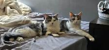 BONDED pair of beautiful fur Babies. - Photo 2