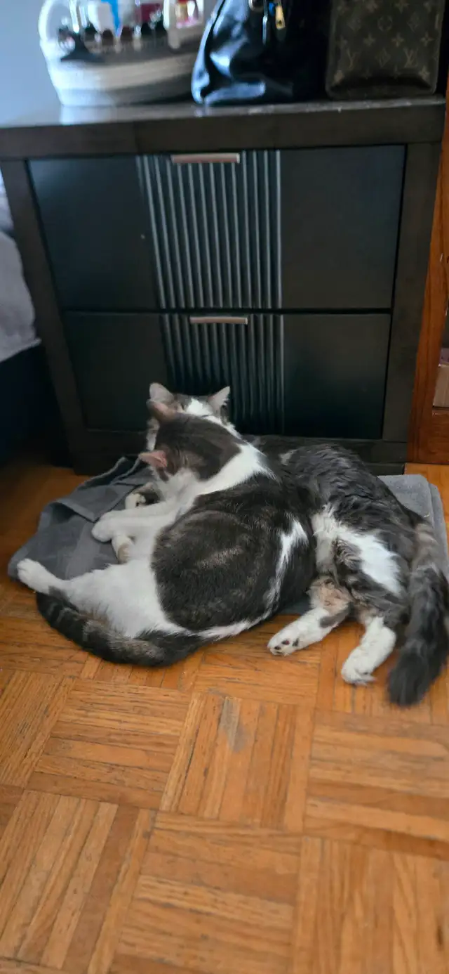 BONDED pair of beautiful fur Babies. - Photo 3
