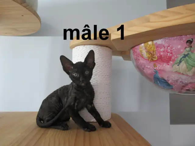 ❤️Chaton rex cornish ❤️vermifugé, micropucé ❤️