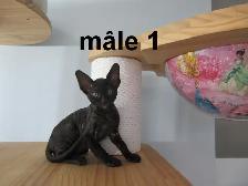 ❤️Chaton rex cornish ❤️vermifugé, micropucé ❤️