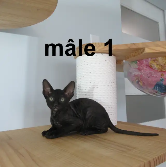 ❤️Chaton rex cornish ❤️vermifugé, micropucé ❤️ - Photo 2
