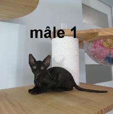 ❤️Chaton rex cornish ❤️vermifugé, micropucé ❤️ - Photo 2