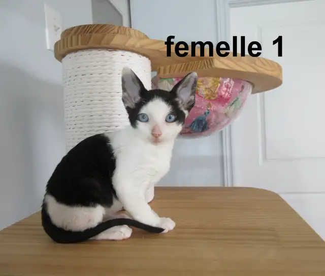 ❤️Chaton rex cornish ❤️vermifugé, micropucé ❤️ - Photo 3