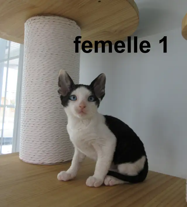 ❤️Chaton rex cornish ❤️vermifugé, micropucé ❤️ - Photo 4