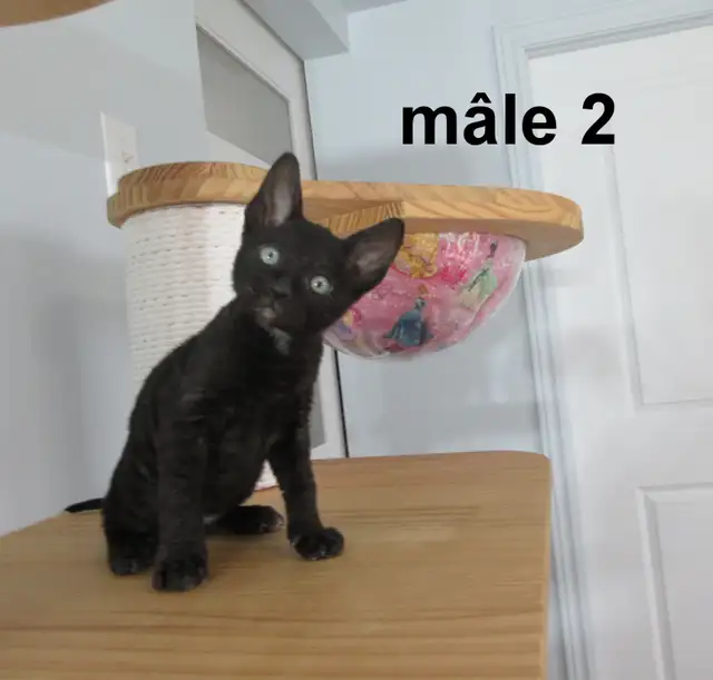 ❤️Chaton rex cornish ❤️vermifugé, micropucé ❤️ - Photo 5