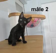 ❤️Chaton rex cornish ❤️vermifugé, micropucé ❤️ - Photo 5