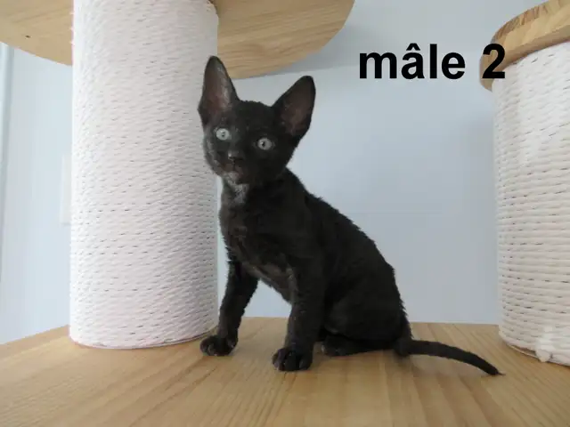 ❤️Chaton rex cornish ❤️vermifugé, micropucé ❤️ - Photo 6