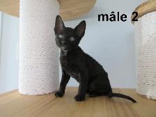 ❤️Chaton rex cornish ❤️vermifugé, micropucé ❤️ - Photo 6