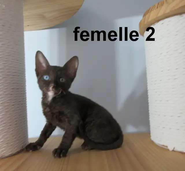 ❤️Chaton rex cornish ❤️vermifugé, micropucé ❤️ - Photo 7