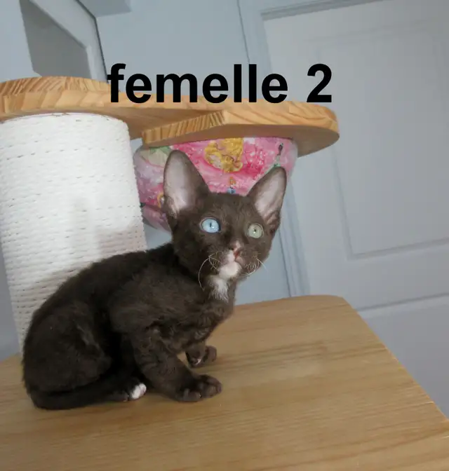 ❤️Chaton rex cornish ❤️vermifugé, micropucé ❤️ - Photo 8