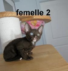❤️Chaton rex cornish ❤️vermifugé, micropucé ❤️ - Photo 8